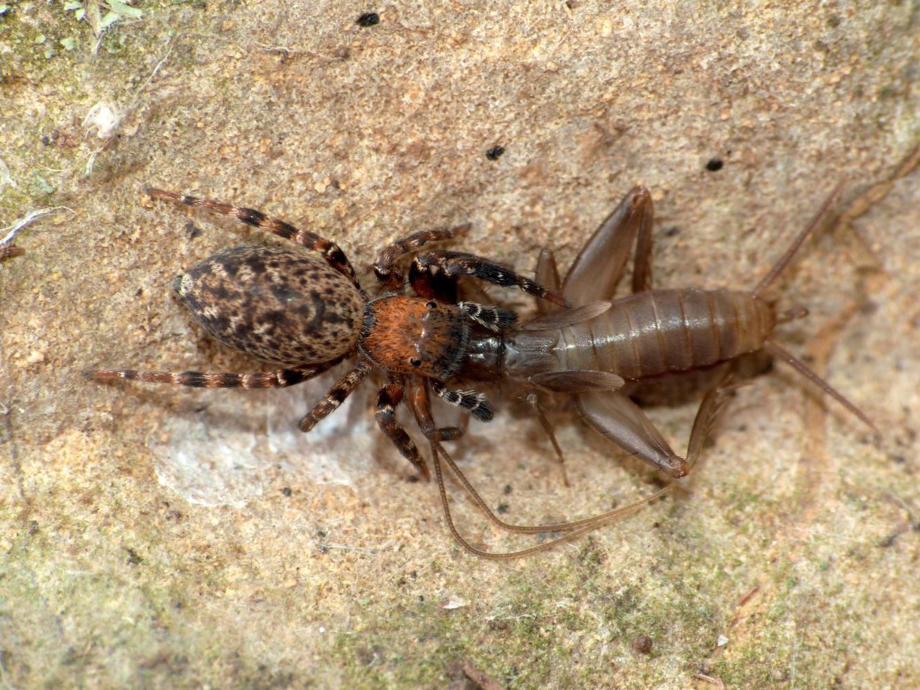 Petaloptila (Gryllidae) predata da Cyrba algerina